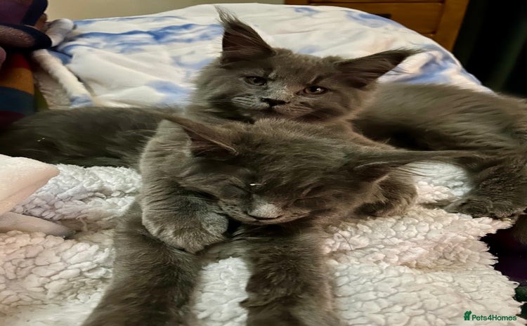 Maine Coon cats - Advert 10