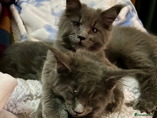 Maine Coon cats - Advert 36