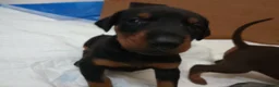 Dobermann dogs for sale: Dobermann puppies - Advert 14