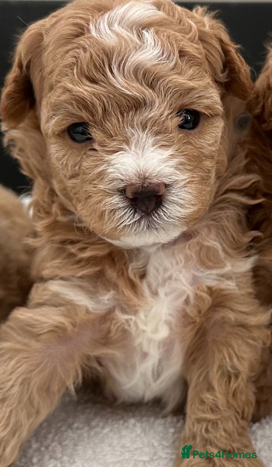 Maltipoo dogs for sale: Rare maltipoo puppies please read description  - Advert 9