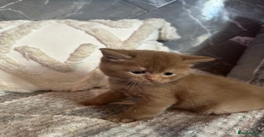 British Shorthair cats - Advert 2