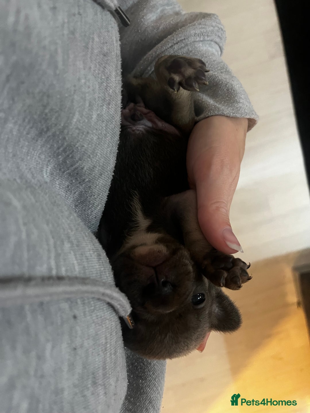 French Bulldog dogs for sale: READY NOW French bulldog puppies  - Advert 18