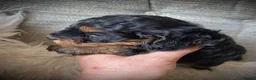 Cockapoo dogs for sale: Multi generation DNA Health Clear Cockapoo Pups  - Advert 5