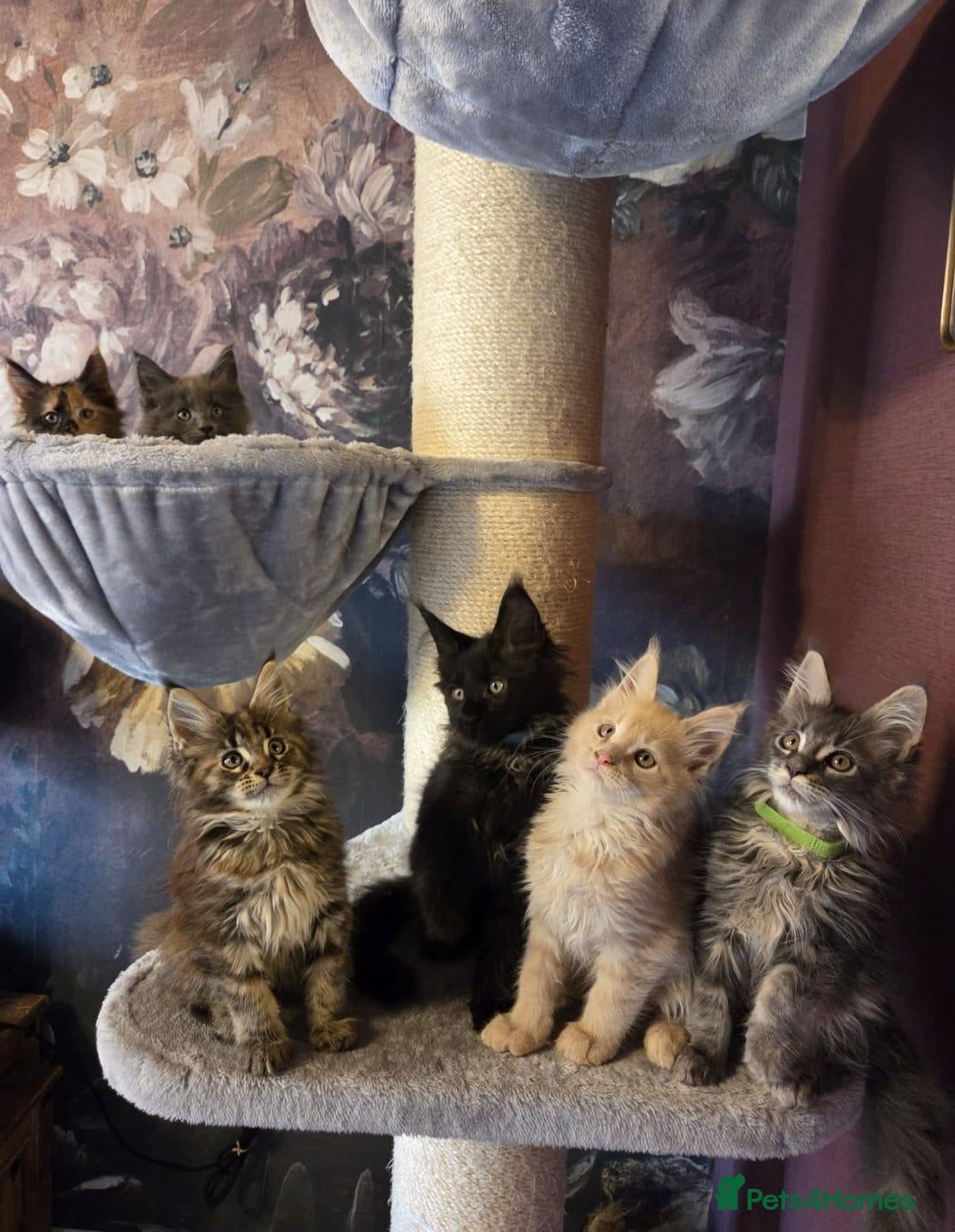 Maine Coon cats Tica, Health Checked Maine Coon kittens - Advert 2