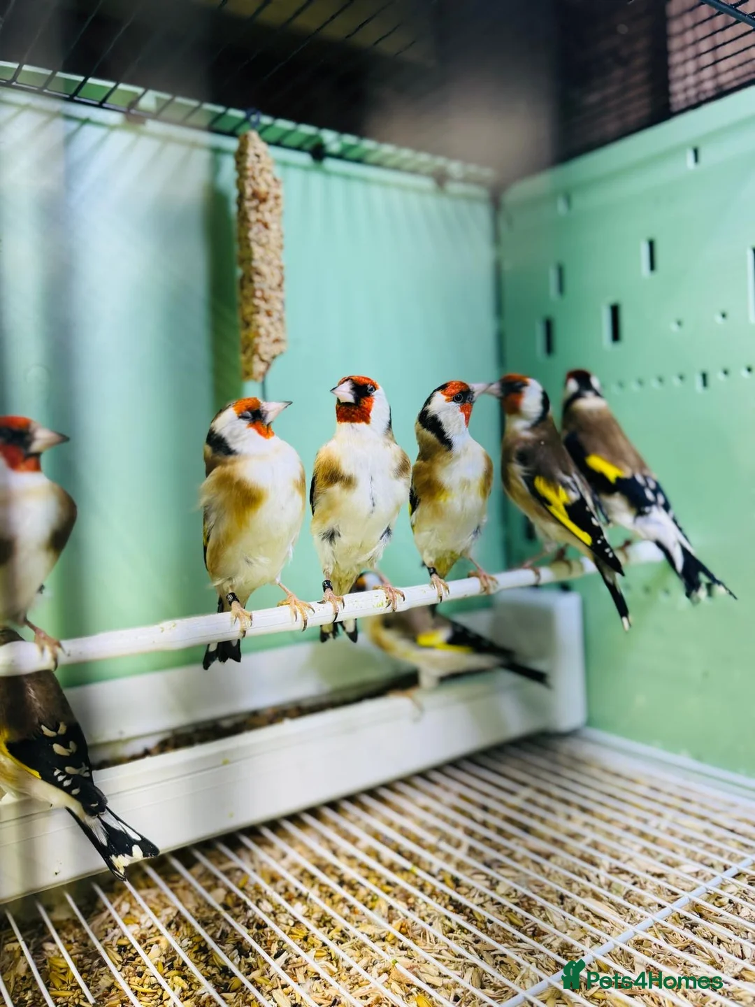 Finches birds for sale: Siberian goldfinches  - Advert 2