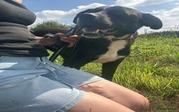 Mixed Breed dogs for adoption: Vito - Norwich Norfolk  - Image 6