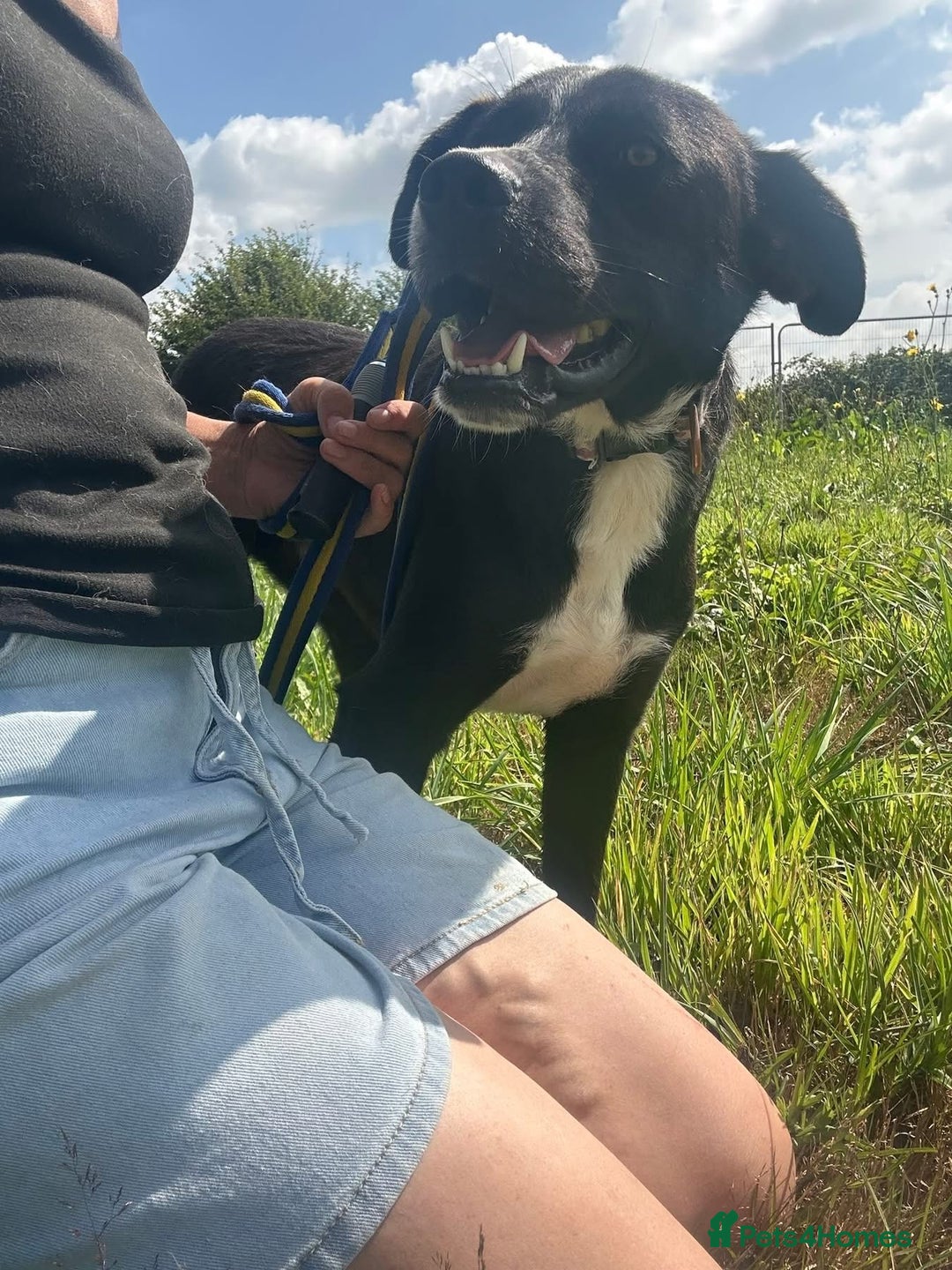 Mixed Breed dogs for adoption: Vito - Norwich Norfolk  - Image 6