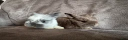 Mini Lop rabbits for sale: Beautiful Mini Lops Available to Reserve - Advert 16