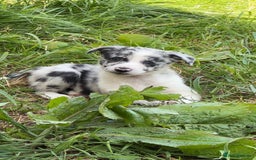 Border Collie dogs for sale: Beautiful border collie pups - Image 2