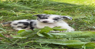 Border Collie dogs - Advert 9