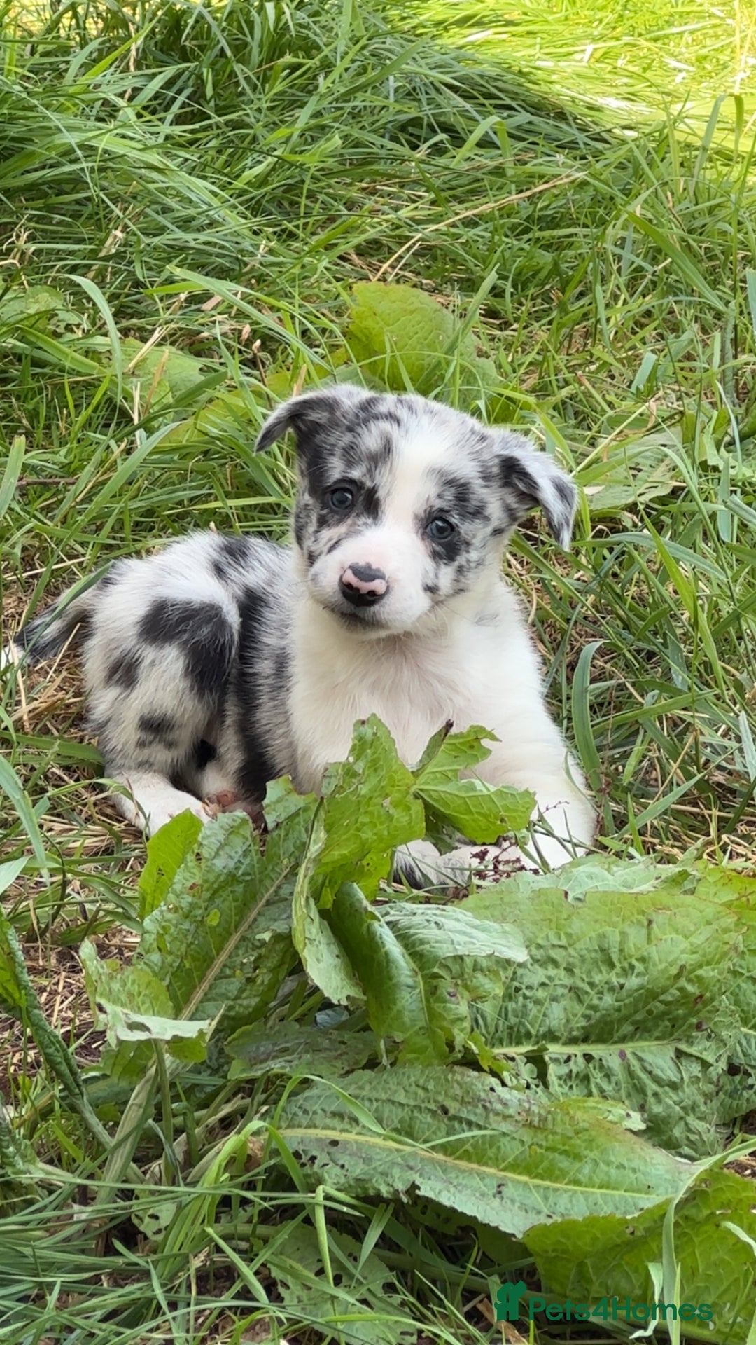 Border Collie dogs for sale: Beautiful border collie pups - Image 2
