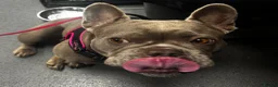 French Bulldog dogs for sale: 4y old female French bulldog  - Advert 9