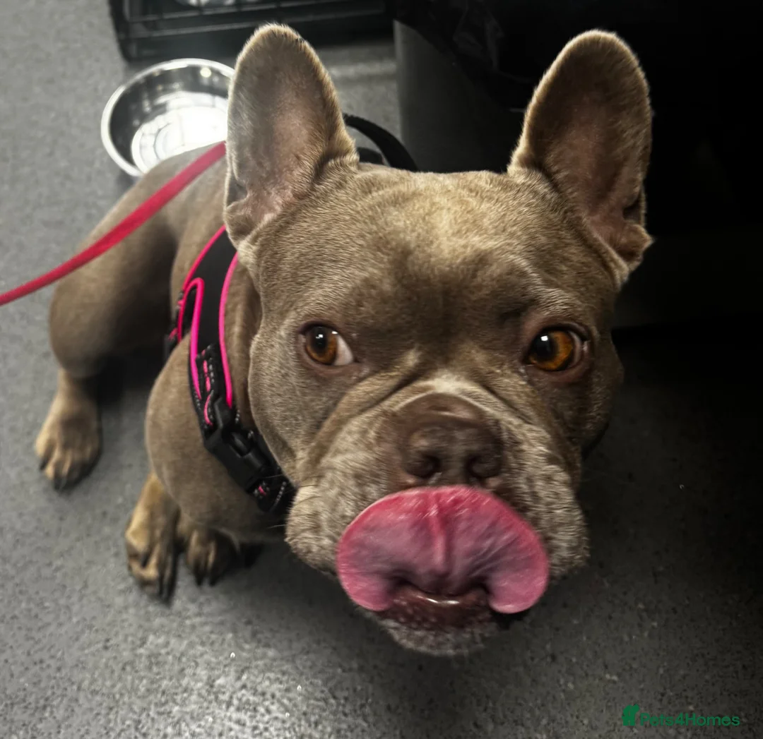 French Bulldog dogs for sale: 4y old female French bulldog  - Advert 9