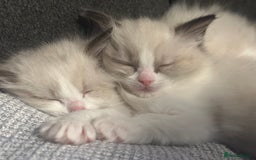 Ragdoll cats for sale: Two beautiful female ragdoll kittens - Image 6