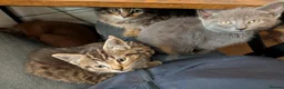Mixed Breed cats for sale: Stunning Kittens Ready to Leave 30th September - Advert 9