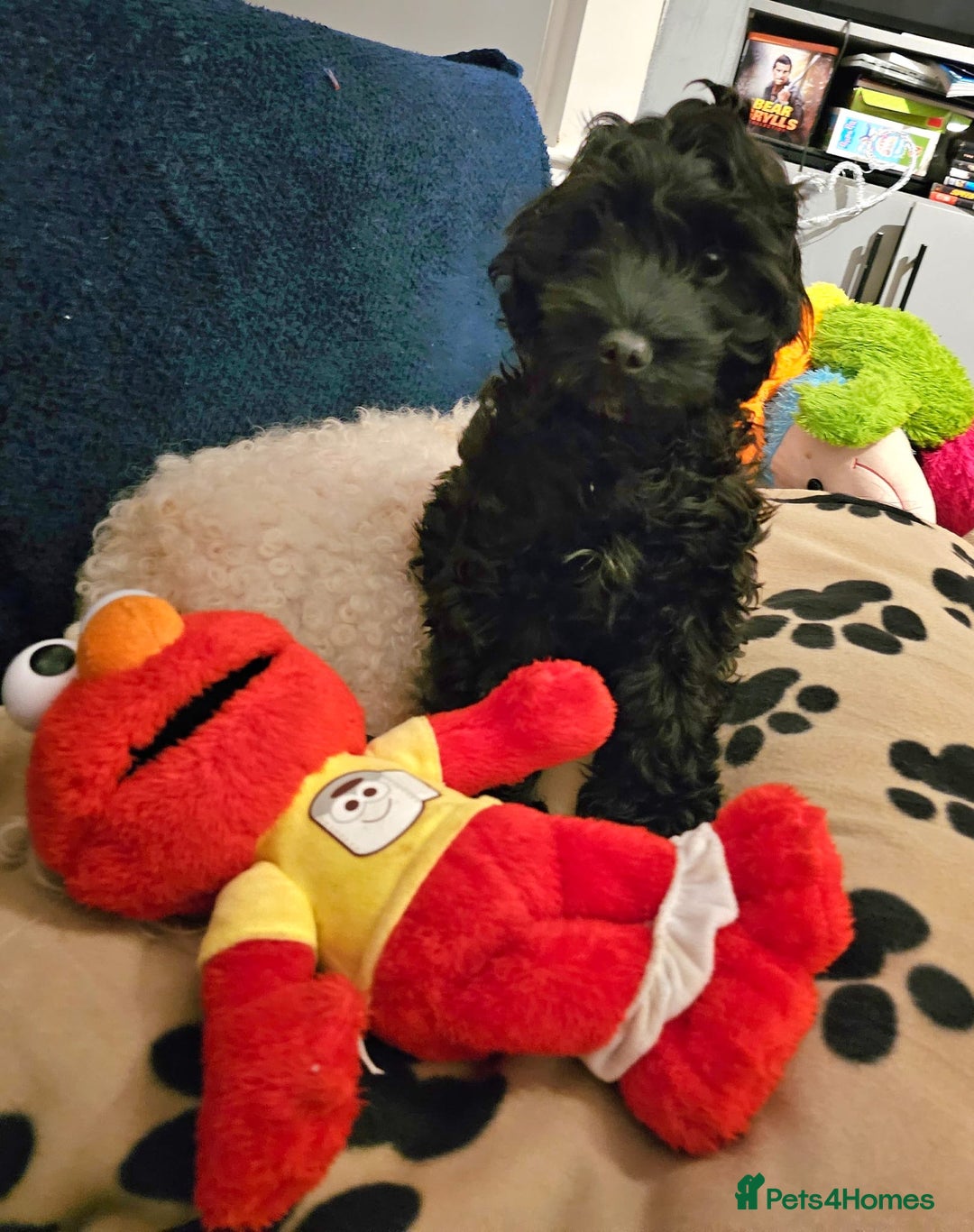 Cockapoo dogs for sale: Cockapoo puppy  - Image 1