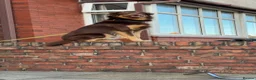 Australian Kelpie dogs for stud: Up for stud!  in Southport - Advert 10
