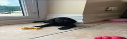 Cocker Spaniel dogs for sale: Beautiful show cocker spaniel puppies - Advert 3