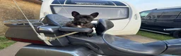 French Bulldog dogs for sale: Brindle female kennel club reg adult available  - Advert 31