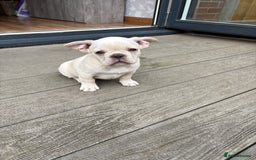French Bulldog dogs for sale: French Bulldog Puppies, 1 boy & 1 girly - Image 2