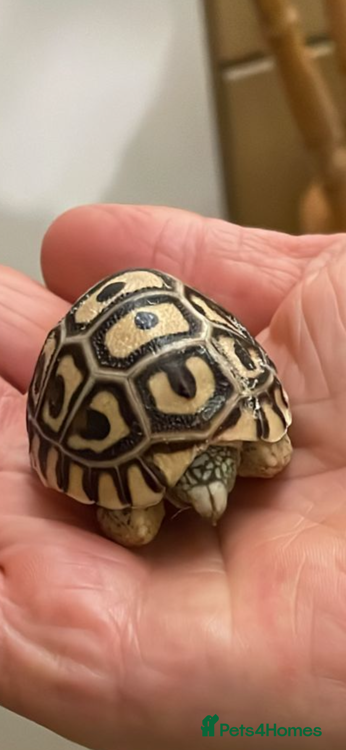 Mixed Breed reptiles Leopard tortoise babies x7 - Advert 1