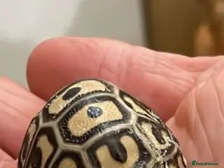 Mixed Breed reptiles Leopard tortoise babies x7 - Advert 5