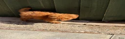 Sproodle dogs for sale: ⭐️⭐️ stunning red toy Sproodle⭐️⭐️ in Nantwich - Advert 4