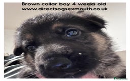 German Shepherd dogs for sale: German shepherd puppies  - Image 26