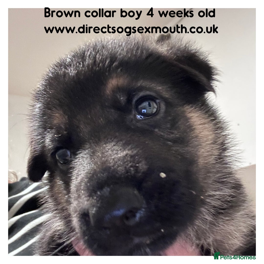 German Shepherd dogs for sale: German shepherd puppies  - Image 26