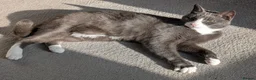 Mixed Breed cats for sale: Leo (grey and white adult male) - Advert 2