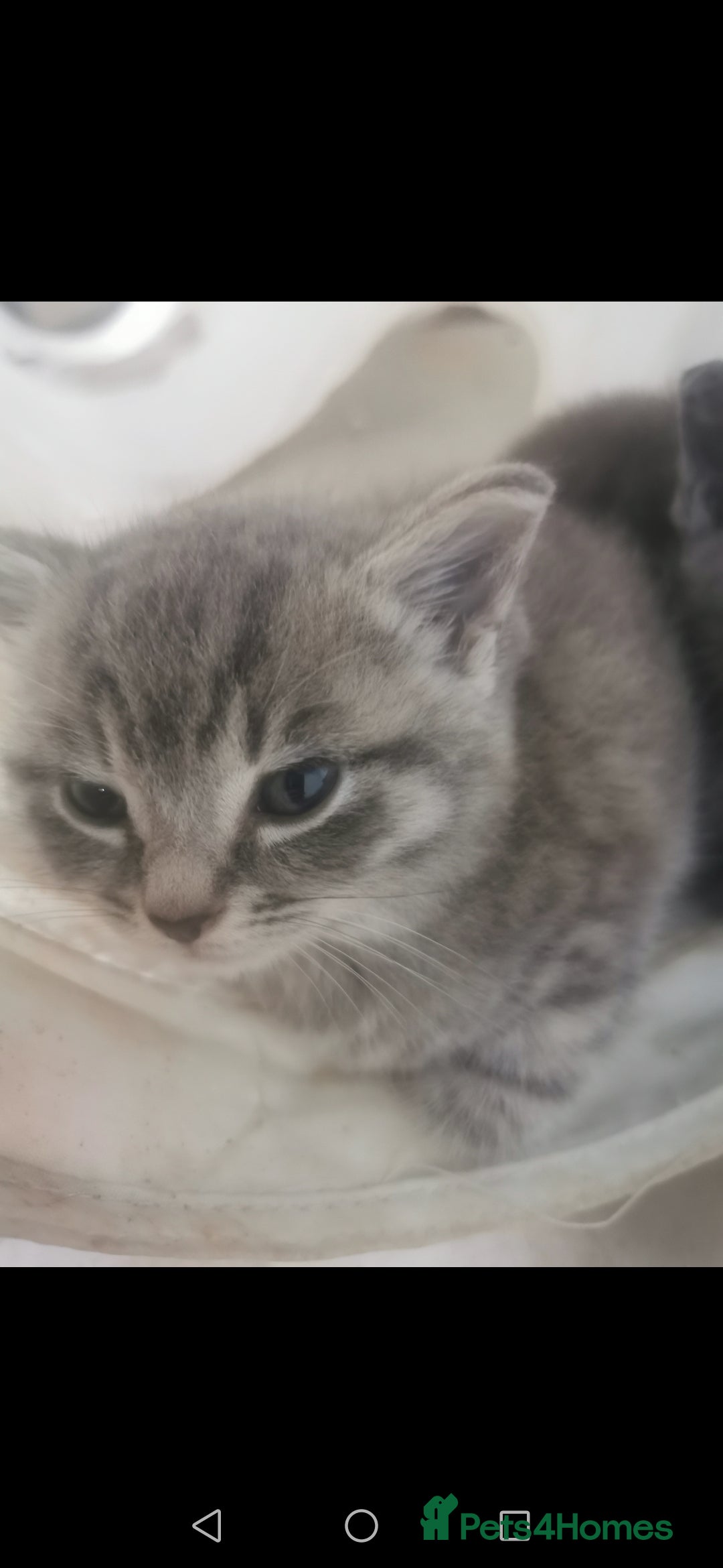 Russian Blue cats for sale: Adorable kittens for sale  - Image 5