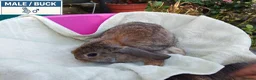 Dwarf Lop rabbits for sale: Pretty Dwarf Lop Babies: Males & Females - Advert 3