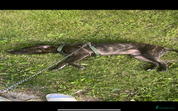 Staffordshire Bull Terrier dogs for sale: Beautiful male staff - Advert 5