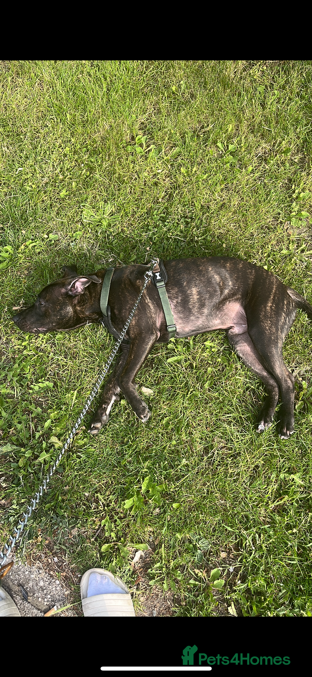 Staffordshire Bull Terrier dogs for sale: Beautiful male staff - Advert 5