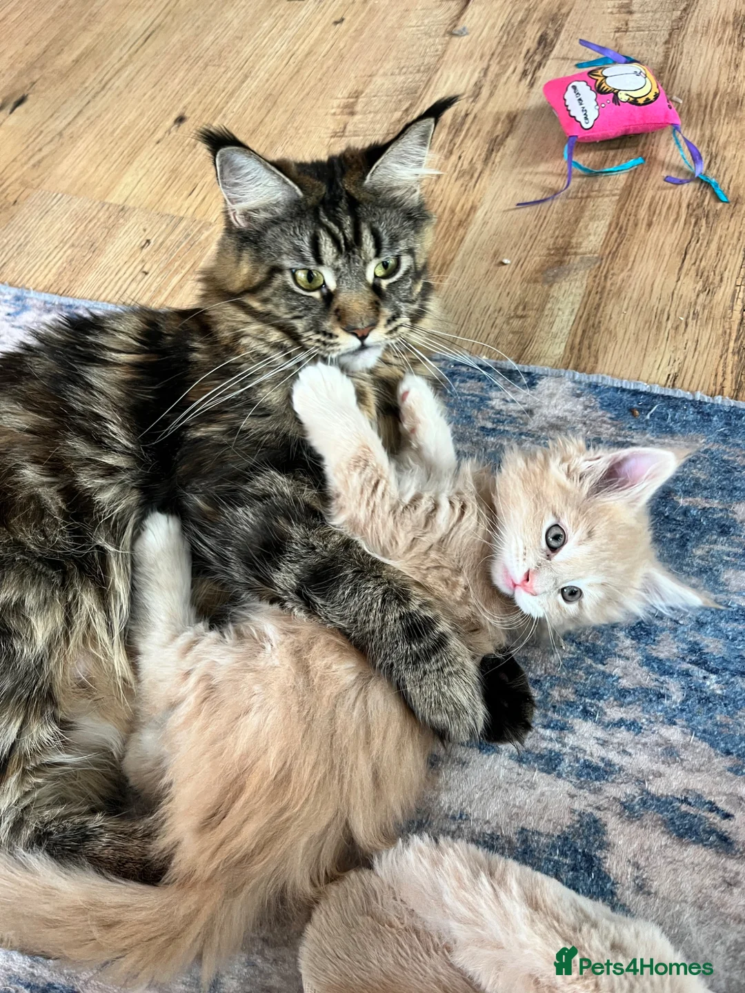 Maine Coon cats for sale: Maine coon kittens available for reservation  - Advert 21