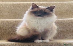 Ragdoll cats for sale: Cute & Gorgeous Purebred Bluepoint Ragdoll Kittens - Image 10