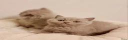 British Shorthair cats for sale: Beautiful British Shorthair Males & Females - Advert 30