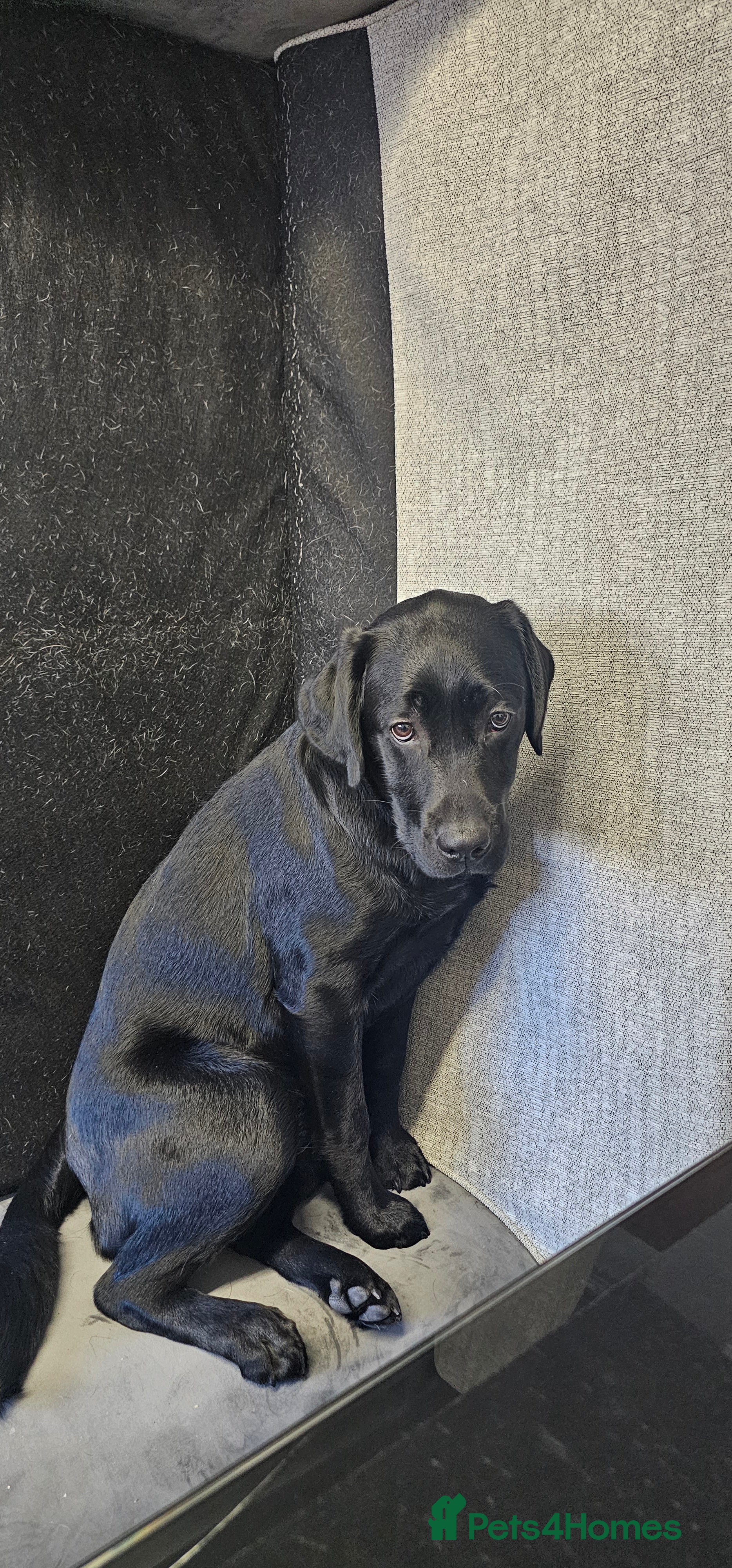 Labrador Retriever dogs 7 month old Labrador  in Dover - Advert 1
