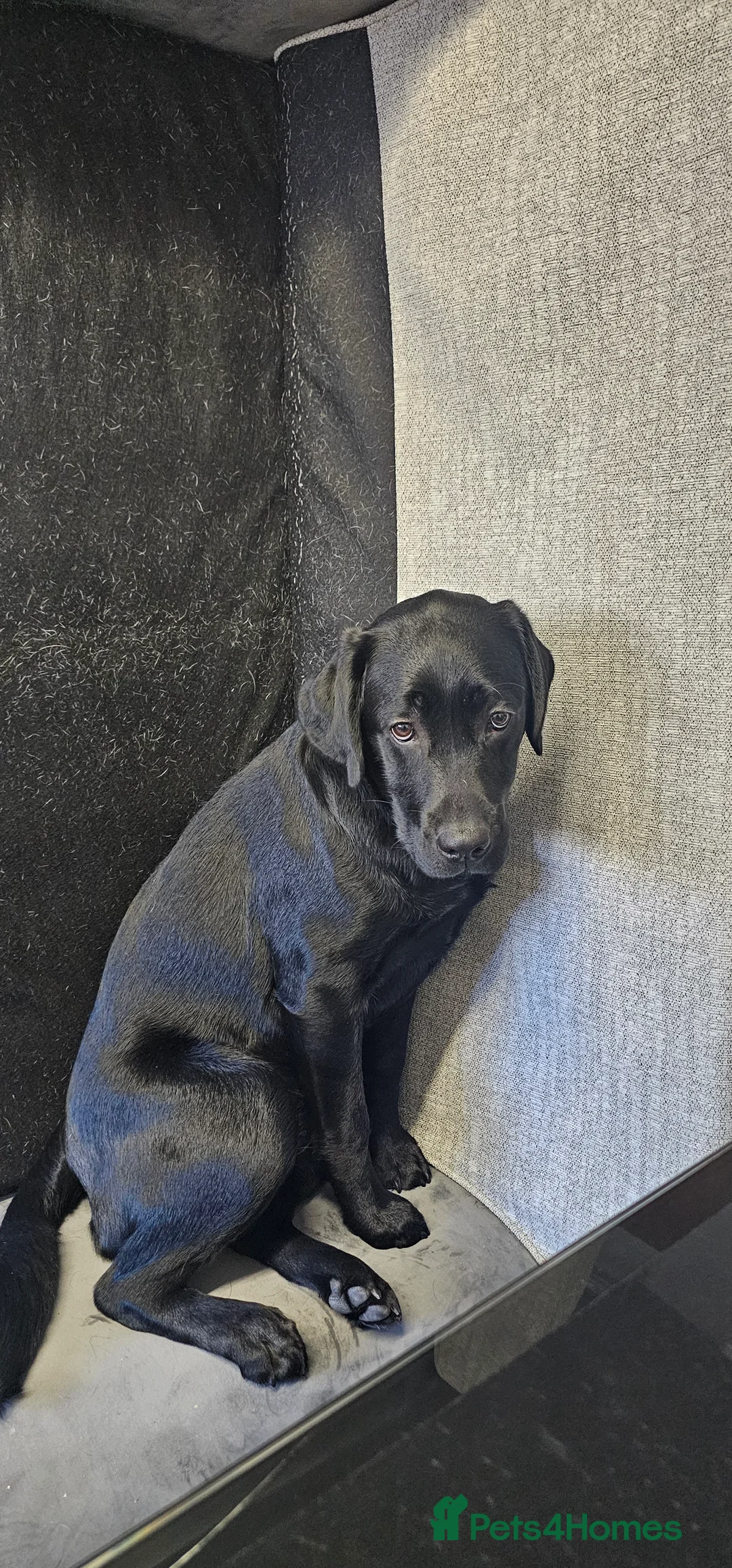 Labrador Retriever dogs for sale: 7 month old Labrador  in Dover - Advert 1