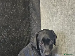 Labrador Retriever dogs 7 month old Labrador in Dover - Advert 1