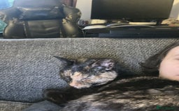 British Shorthair cats for sale: my lovely cat needs a rehome - Image 1