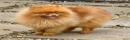 Pomeranian dogs for adoption: 🐾 CARAMEL – Male Pomeranian 🐾 in West Malling - Advert 4