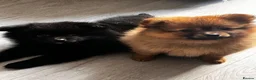 Pomeranian dogs for sale: 14 weeks old girl toy fox face pomeranian  - Advert 9