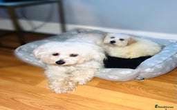 Mixed Breed dogs for sale: Maltipom puppies / Maltese x Pomeranian  - Advert 4