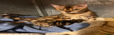 Bengal Kitten 1