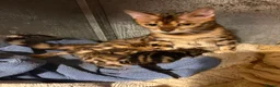 Bengal cats for sale: Brown rossetted bengal kittens - Advert 3