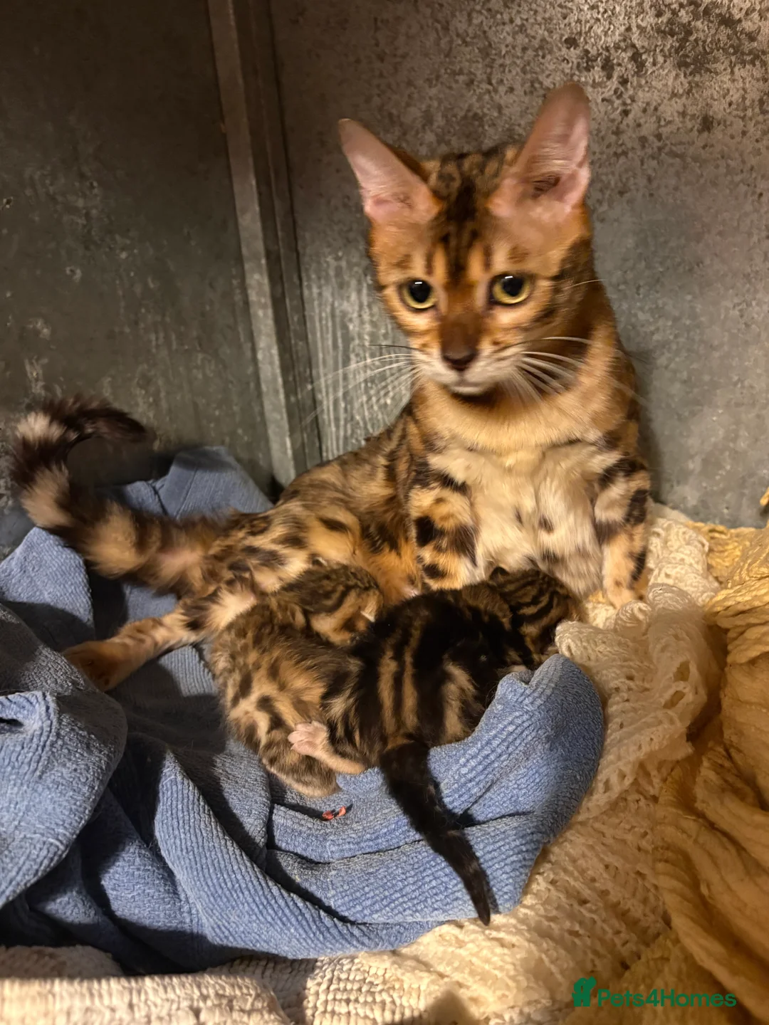 Bengal cats for sale: Brown rossetted bengal kittens - Advert 3