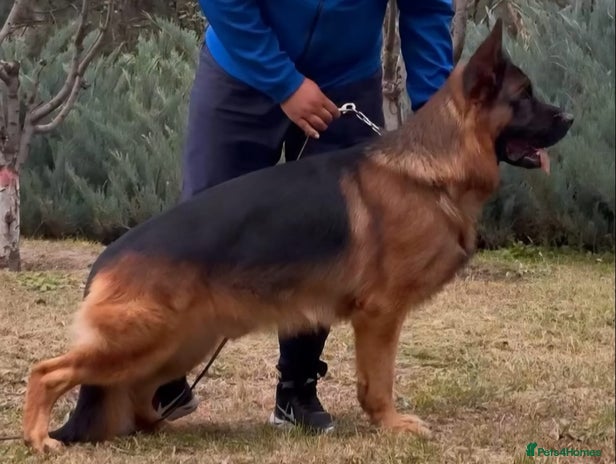 German Shepherd dogs - Advert 1