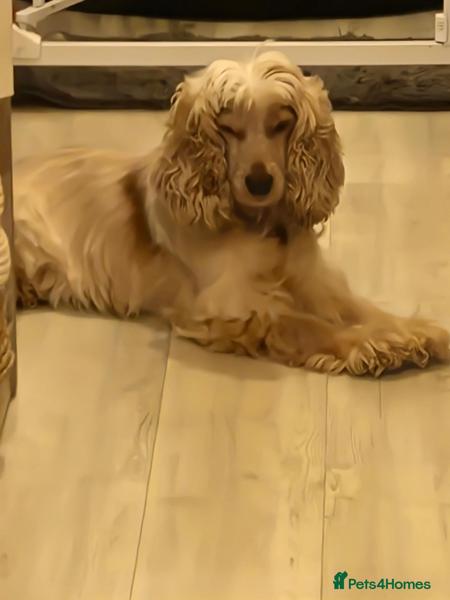 Cocker Spaniel dogs 5 gorgeous KC registered show type cocker spaniels - Advert 4