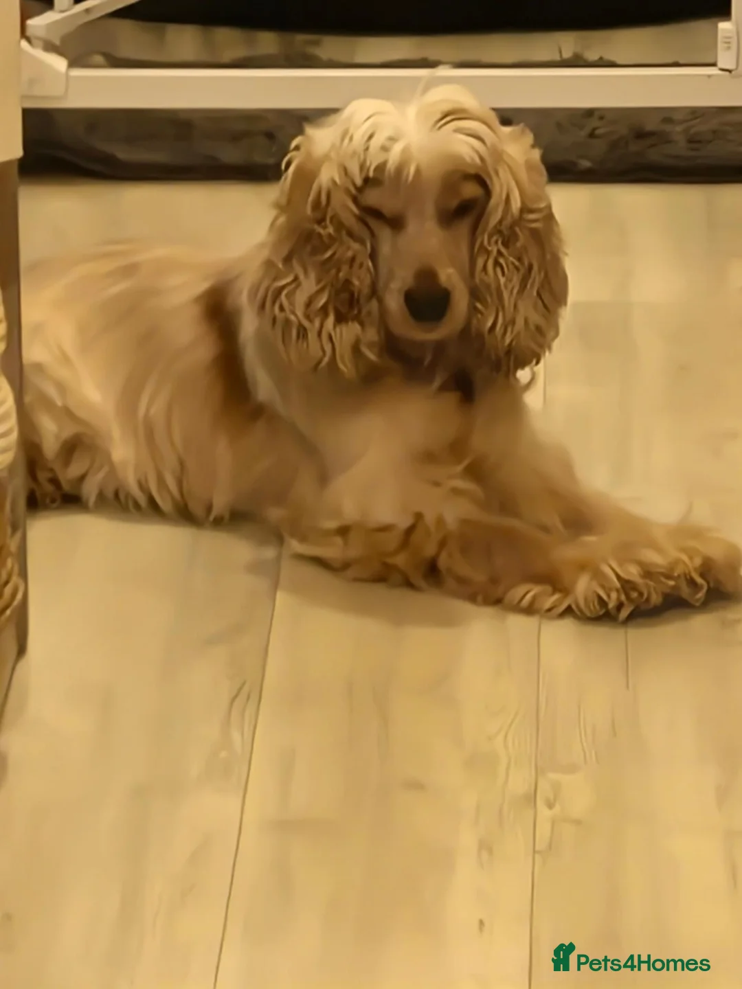 Cocker Spaniel dogs for sale: 5 gorgeous KC registered show type cocker spaniels - Advert 1